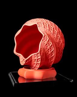 ShellPlanter – 3D Printed Textured Spiral Pot - LayerCraftLab